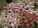 Hypoestes Sanguinolenta